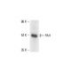 PAH Antibody (E-8) - Western Blotting - Image 412188