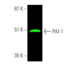 PAI-1/SERPINE1 Antibody (C-9) - Western Blotting - Image 375256