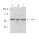 PAI-2 Antibody (E-1) - Western Blotting - Image 356044 