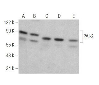 PAI-2 Antibody (E-1) - Western Blotting - Image 381355 