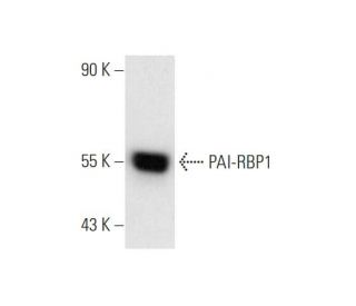 PAI-RBP1 Antibody (1B9) - Western Blotting - Image 80970 