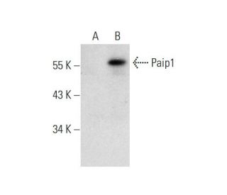 Paip1 Antibody (F-6) - Western Blotting - Image 138361