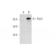 Paip1 Antibody (F-6) - Western Blotting - Image 138361