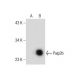 Paip2 Antibody (A-2) - Western Blotting - Image 164111 
