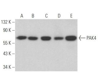 PAK4 Antibody (B-3) - Western Blotting - Image 361646 