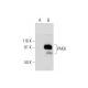 PAK6 Antibody (C-2) - Western Blotting - Image 292075
