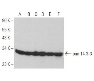 pan 14-3-3 Antibody (B-8) - Western Blotting - Image 352778 