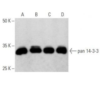 pan 14-3-3 Antibody (H-8) - Western Blotting - Image 354296 