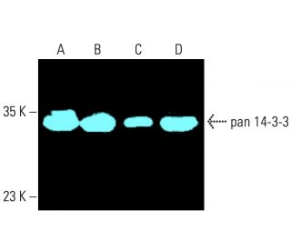 pan 14-3-3 Antibody (H-8) - Western Blotting - Image 401762