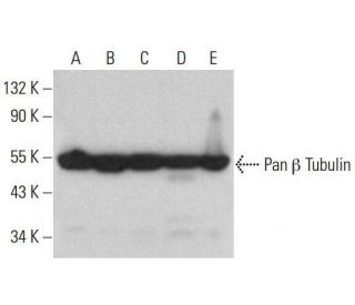 Pan beta Tubulin Antibody (C-10) - Western Blotting - Image 351996 