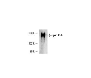 pan CEA Antibody (COL-1) - Western Blotting - Image 14652 