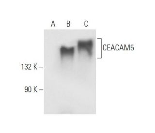 pan CEA Antibody (D-3) - Western Blotting - Image 62978 