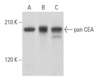 pan CEA Antibody (E-4) - Western Blotting - Image 354962 