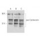 pan-Cytokeratin Antibody (80) - Western Blotting - Image 16195 