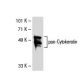 pan-Cytokeratin Antibody (80) - Western Blotting - Image 31332
