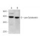 pan-Cytokeratin Antibody (AE13) - Western Blotting - Image 376105 