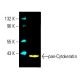 pan-Cytokeratin Antibody (AE13) - Western Blotting - Image 395827 