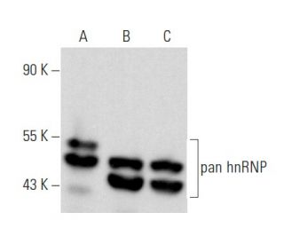 pan hnRNP Antibody (C-6) - Western Blotting - Image 358004 