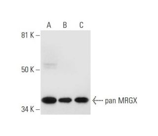 pan MRGX Antibody (F-1) - Western Blotting - Image 297041 