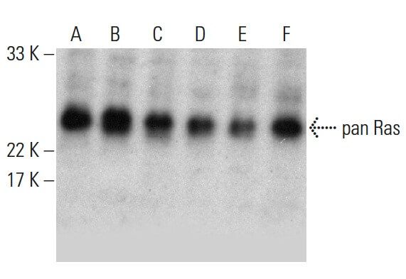 Dj Pan Ras pan Ras抗体 (C-4) | SCBIO - Santa Cruz Biotechnology