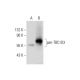 pan-TBC1D3 Antibody (C-8) - Western Blotting - Image 314497