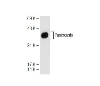 Pancreasin Antibody (D-5) - Western Blotting - Image 99764
