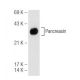 Pancreasin Antibody (D-5) - Western Blotting - Image 99764