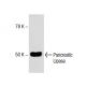 Pancreatic Lipase Antibody (A-3) - Western Blotting - Image 151776