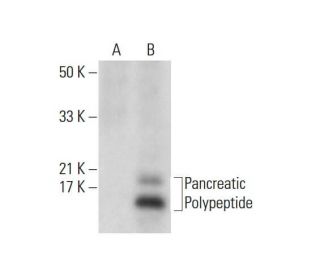 Pancreatic Polypeptide Antibody (B-2) - Western Blotting - Image 317947