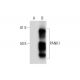 PANK1/2 Antibody (C-4) - Western Blotting - Image 289600