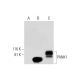 PANK1 Antibody (B-9) - Western Blotting - Image 290877