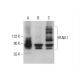 PANK1 Antibody (B-9) - Western Blotting - Image 377467 