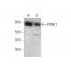 PANK1 Antibody (B-9) - Western Blotting - Image 377468 