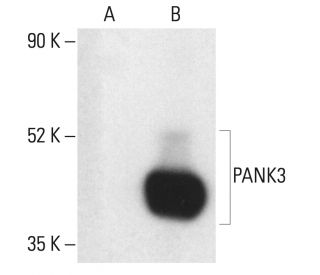 PANK3 Antibody (MDA-299-62A) - Western Blotting - Image 401954 