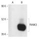 PANK3 Antibody (MDA-299-62A) - Western Blotting - Image 401954 