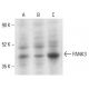 PANK3 Antibody (MDA-299-62A) - Western Blotting - Image 402007