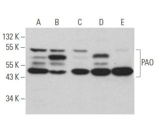 PAO Antibody (C-3) - Western Blotting - Image 366079 