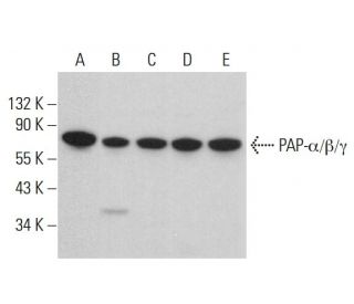 PAP-&alpha;/&beta;/&gamma; Antibody (D-1) - Western Blotting - Image 377678 