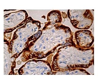 PAPP-A Antibody (B-7) - Immunohistochemistry - Image 160300 