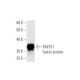 PAPST1 Antibody (3H5) - Western Blotting - Image 350365