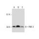 PAR-3 Antibody (8E8) - Western Blotting - Image 285862