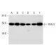PAR-3 Antibody (G-4) - Western Blotting - Image 294099 