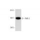 PAR-3 Antibody (G-4) - Western Blotting - Image 294100