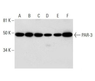 PAR-3 Antibody (G-4) - Western Blotting - Image 294099