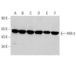 PAR-3 Antibody (G-4) - Western Blotting - Image 356300