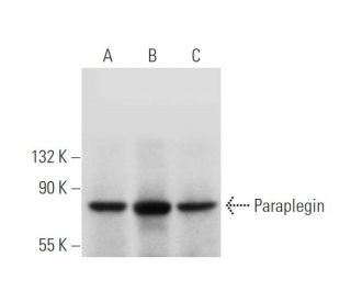 Paraplegin Antibody (C-5) - Western Blotting - Image 319988Each CRISPR/Cas9 Knockout (KO) Plasmid product consists of a pool of 3 plasmids designed to ensure identification and cleavage of a specific gene for maximum knockout efficiency. Each plasmid encodes a unique 20 nt sequence derived from the GeCKO (v2) library.