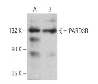 PARD3B Antibody (E-9) - Western Blotting - Image 364535 