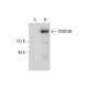 PARD3B Antibody (F-12) - Western Blotting - Image 309734