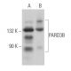 PARD3B Antibody (F-12) - Western Blotting - Image 364530 