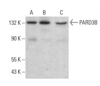 PARD3B Antibody (F-12) - Western Blotting - Image 382675 